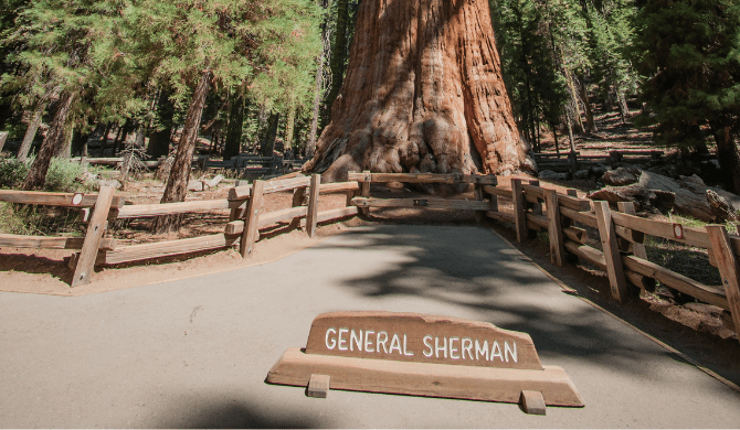 Bezoek de General Sherman-boom tijdens je verblijf in Sequoia National Park