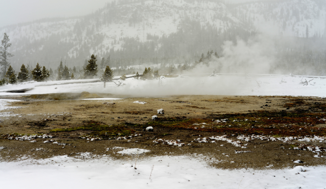 Wegbrengspecials Road Bear ontdek Yellowstone vanuit Gardiner