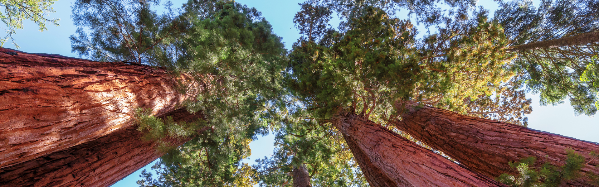 Breng een bezoek aan Sequoia National Park tijdens je camperreis door West-Amerika